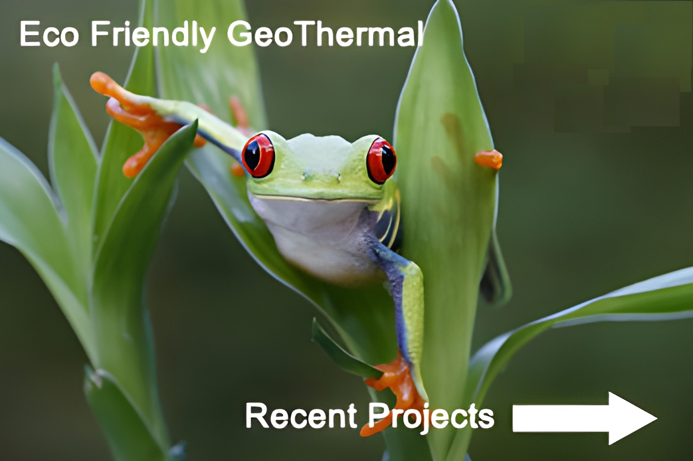 gree frog priority